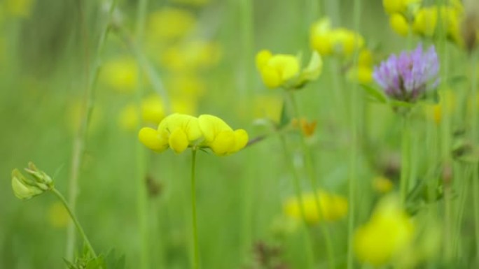 黄色野花在风中摇曳特写。盛开的黄色野花夏季田野草地特写。大自然春天的野花。环境保护，生态系统。美丽的