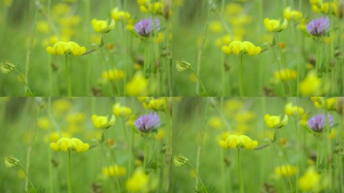 黄色野花在风中摇曳特写。盛开的黄色野花夏季田野草地特写。大自然春天的野花。环境保护，生态系统。美丽的