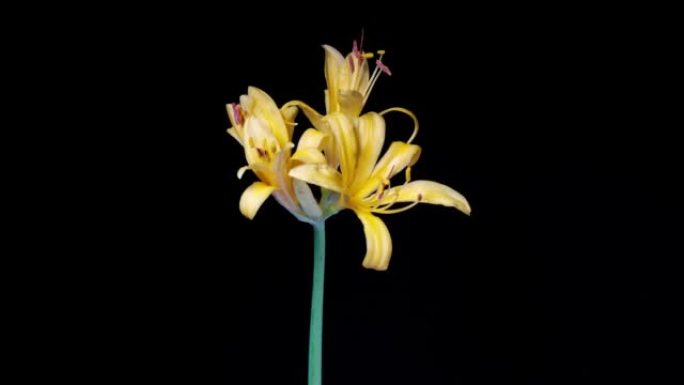 黄色石蒜蜘蛛百合魔术百合春分花或higanbana从芽到全花的延时镜头隔离在黑色背景上，4k视频，特