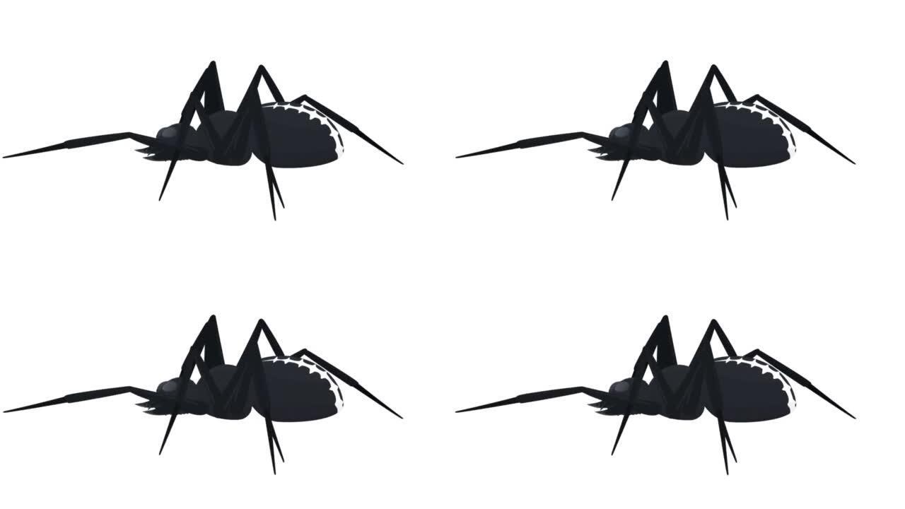狼蛛蜘蛛。昆虫的动画。卡通