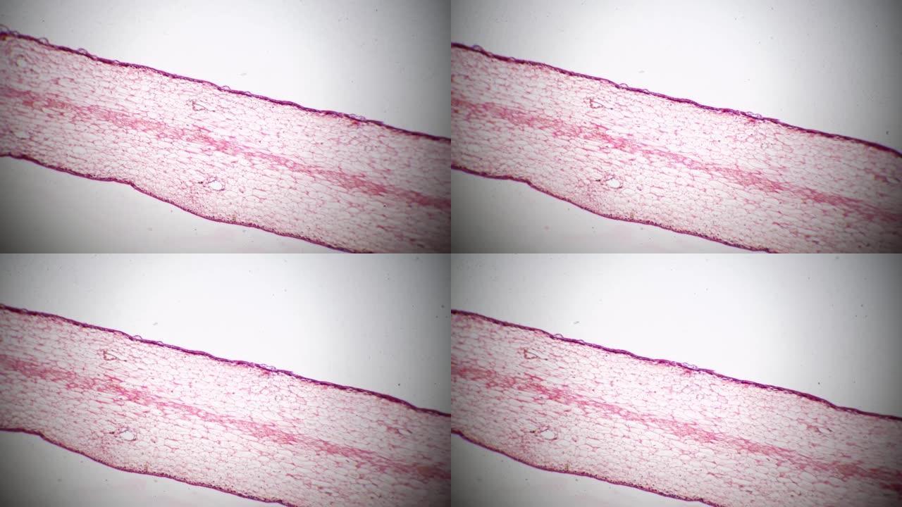 显微镜下40x对明场的纵切面蛇床草的纵切面