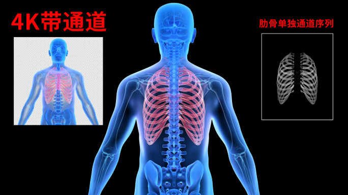 4K 医疗肋骨胸腔旋转视频带通道序列