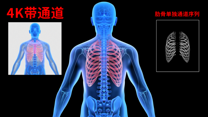 4K 医疗肋骨胸腔旋转视频带通道序列