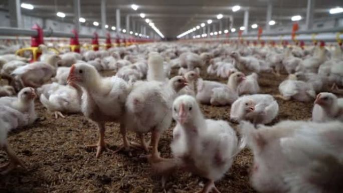 泰国，温度和灯光控制，封闭农场的鸡肉自动喂养。