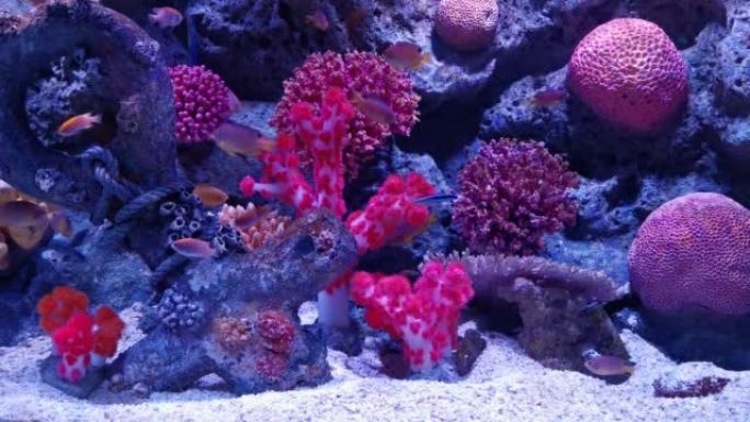 美丽的海底世界，有珊瑚和鱼，4k分辨率