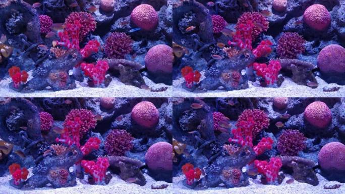 美丽的海底世界，有珊瑚和鱼，4k分辨率