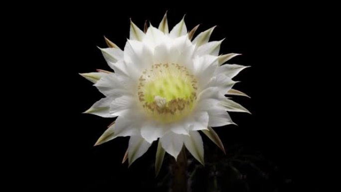 白色仙人掌花从芽到全花的延时镜头孤立在黑色背景上，4k前视图视频，特写b卷镜头背光效果。