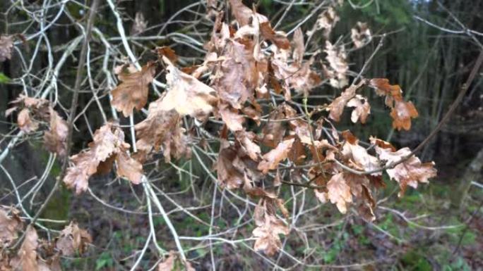 Brown moving leaves on branches in december