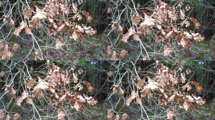 Brown moving leaves on branches in december