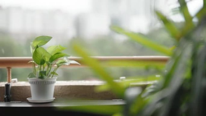 雨天阳台上的植物叶子在强风中飘动