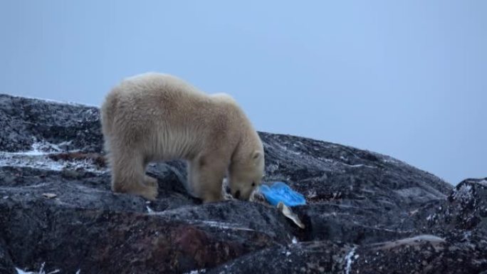 山上的北极熊吃鱼靠近塑料袋，2022