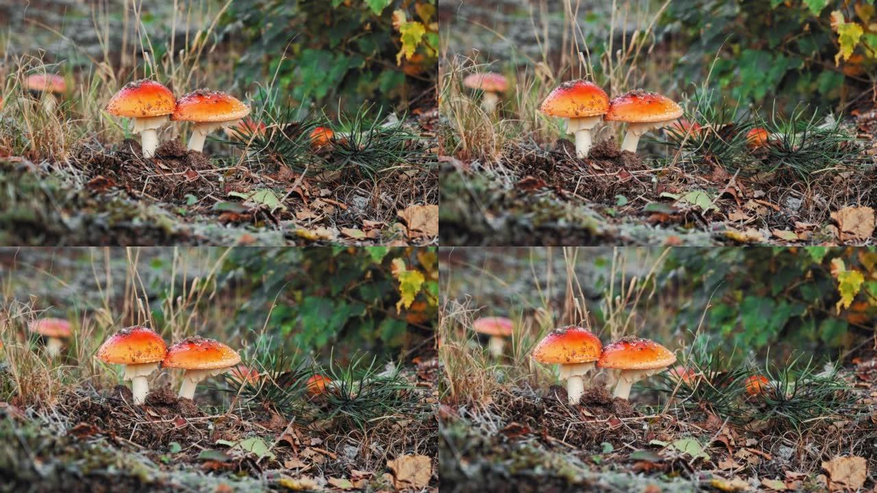 带橙色帽子和白色疣的蝇伞鹅膏菌蘑菇