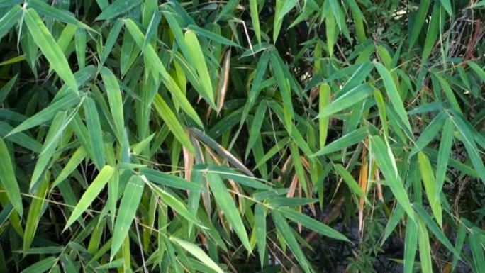 竹叶。Bambusa tulda或印度木材竹被认为是最有用的竹种之一。它原产于印度次大陆，印度支那，