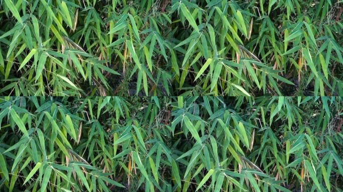 竹叶。Bambusa tulda或印度木材竹被认为是最有用的竹种之一。它原产于印度次大陆，印度支那，