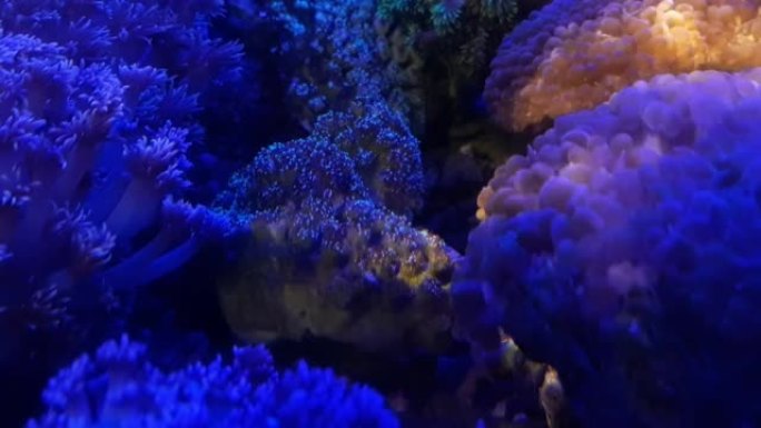 活珊瑚海洋观赏水族馆中的光芒闪耀