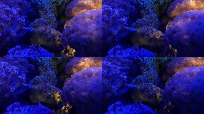 活珊瑚海洋观赏水族馆中的光芒闪耀