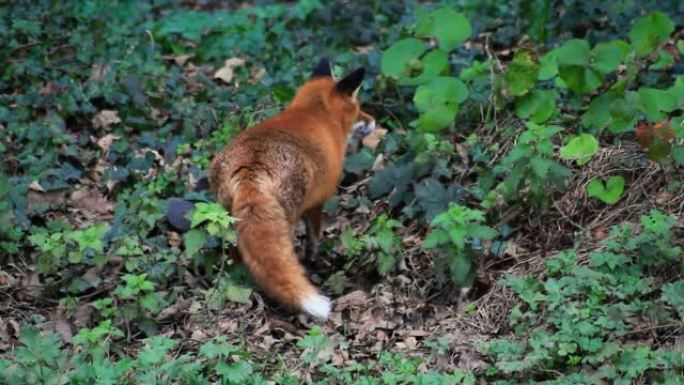 一只狐狸在爱尔兰都柏林郡的树林中吃食