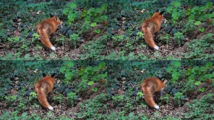 一只狐狸在爱尔兰都柏林郡的树林中吃食