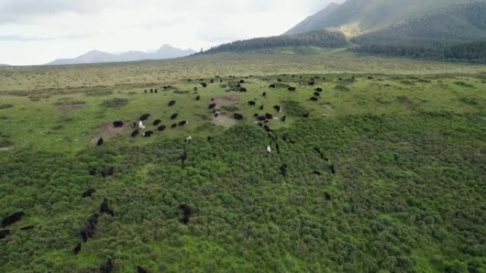 祁连山自然保护区牦牛群鸟瞰图