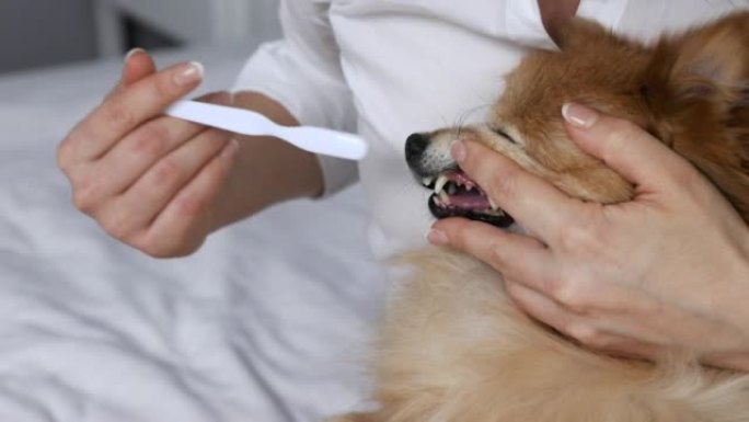 诊所的兽医用牙刷轻轻清洁德国斯皮茨的毒牙
