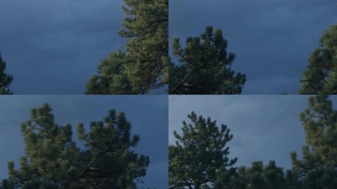 科罗拉多州埃斯蒂斯公园的枞树