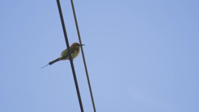 绿色的鸟挂在乡下的电线上。泰国和海鸟。飞行动物的性质与人的地方。