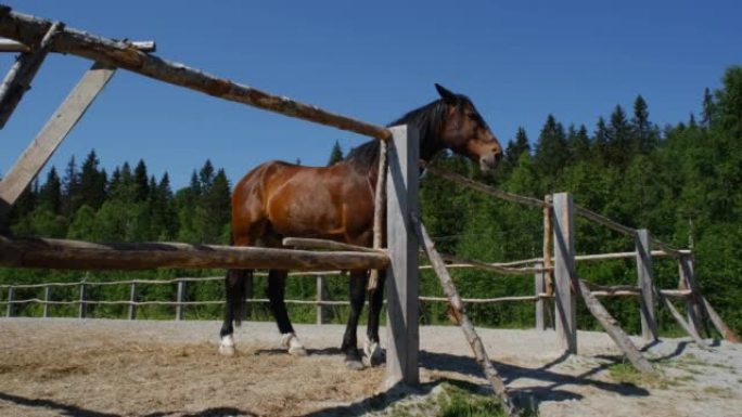 英俊的年轻种马，有着深色鬃毛。在阳光明媚的夏日，棕色纯种马站在篱笆后面的农场上，好奇地环顾四周。全长
