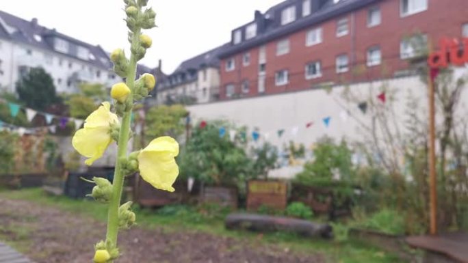 雨天9月美丽的黄色月见草视频