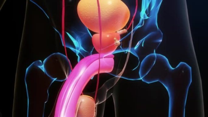 前列腺癌人体透视男性器官展示癌变