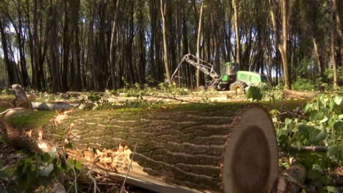 砍伐森林-为冬天准备柴火，视频剪辑