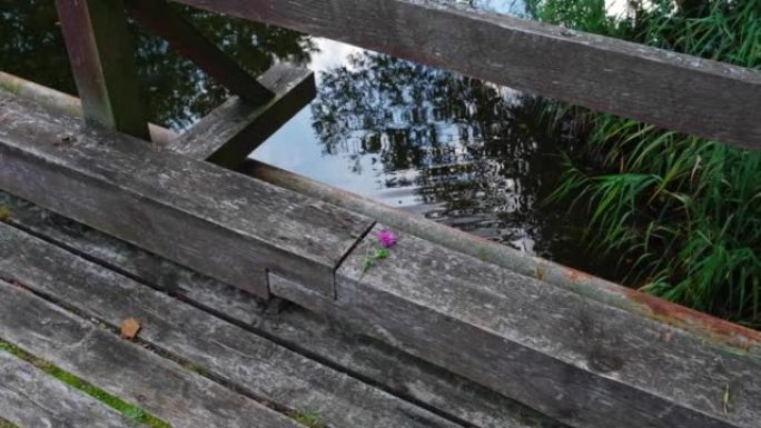 旧木桥自杀点边缘留下的单个紫色三叶草三叶草花