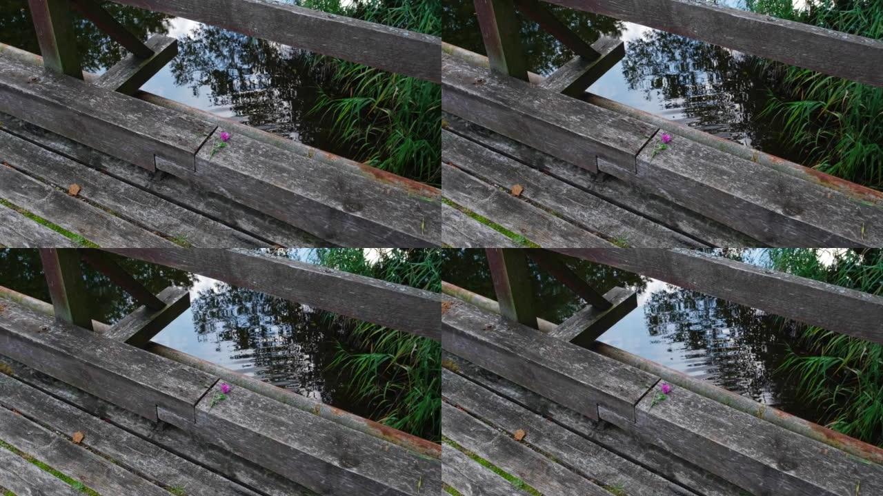 旧木桥自杀点边缘留下的单个紫色三叶草三叶草花