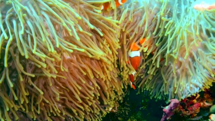 明亮的橙色尼莫或小丑鱼在海葵中游泳