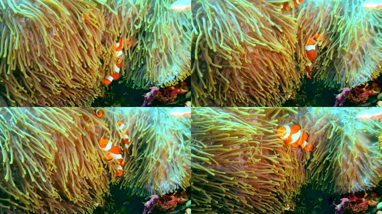 明亮的橙色尼莫或小丑鱼在海葵中游泳