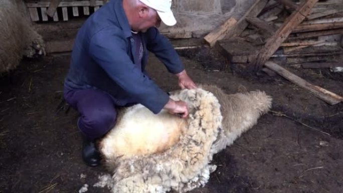 男人在古老的乡村羊圈里剪羊毛