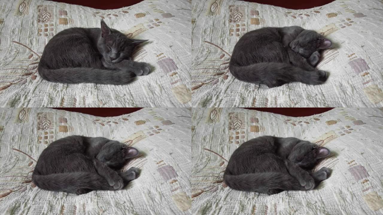 灰猫睡在床罩上