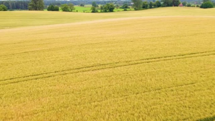 飞行在成熟的金色小麦和玉米地上方。美丽的夏季小麦和玉米地景观。农业综合企业食品工业。欧洲波兰。黄熟小