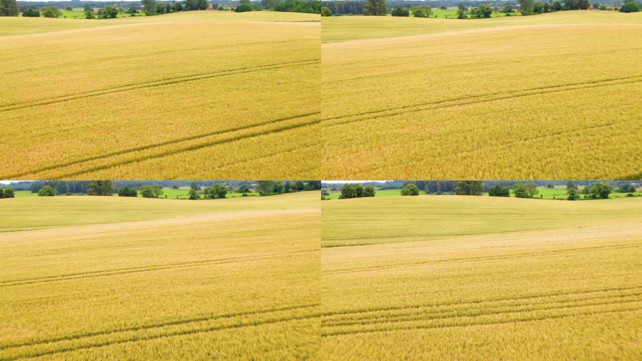 飞行在成熟的金色小麦和玉米地上方。美丽的夏季小麦和玉米地景观。农业综合企业食品工业。欧洲波兰。黄熟小
