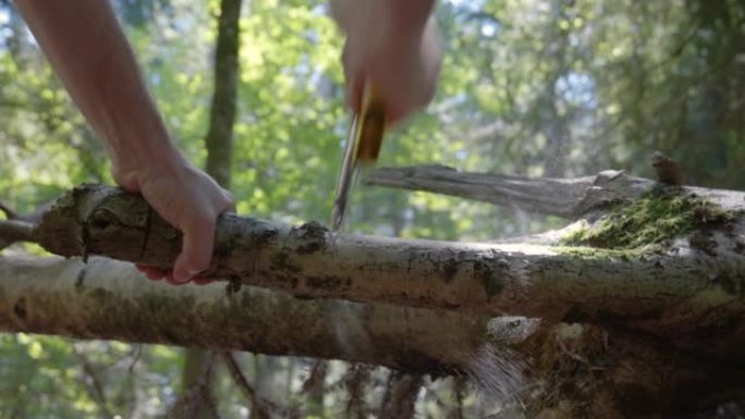 一种用手锯锯条切开森林中细木枝的雄性。特写，低角度拍摄，实时，平移和旋转，瑞士，欧洲