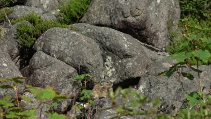 日本鼠兔坐在岩石上
