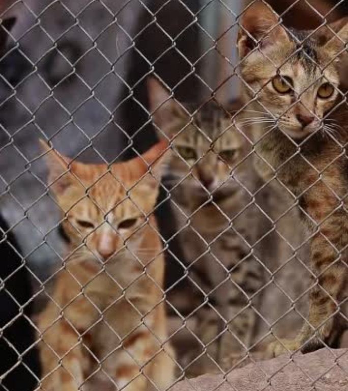 在动物收容所的铁丝网围栏后面被救出的猫