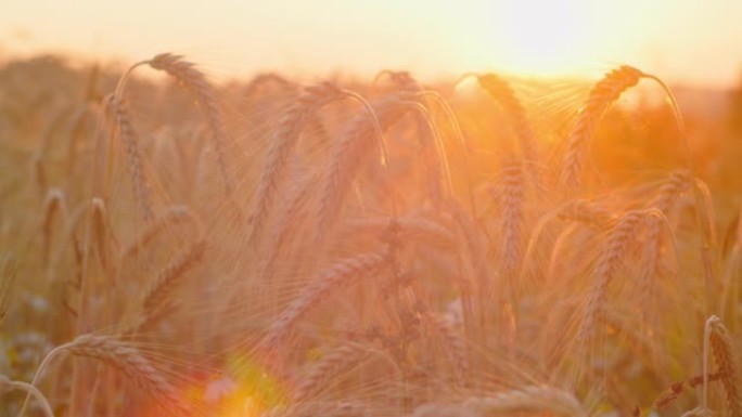 麦田，麦穗在慢动作中摇曳，微风轻拂，特写镜头。夏季傍晚健康成熟的小穗。肥沃的土壤，丰收节，作物产量。