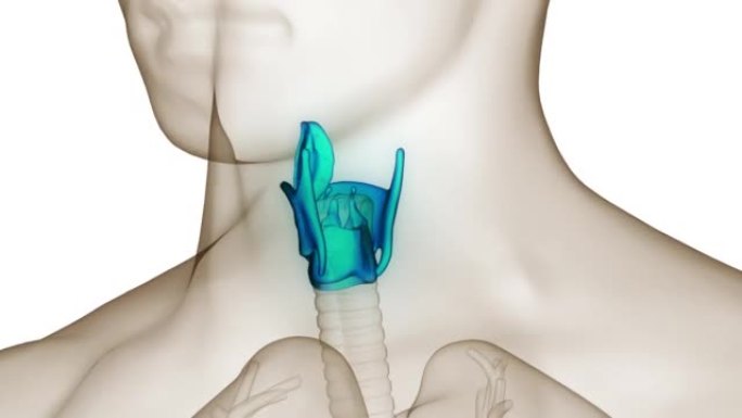 人体呼吸系统喉咽解剖动画概念