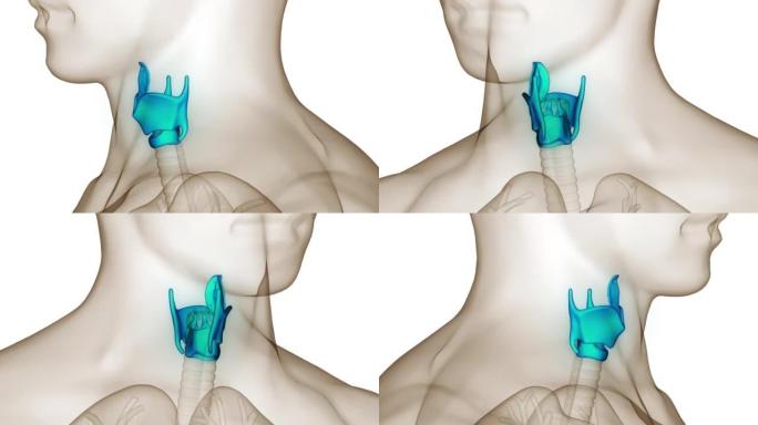 人体呼吸系统喉咽解剖动画概念