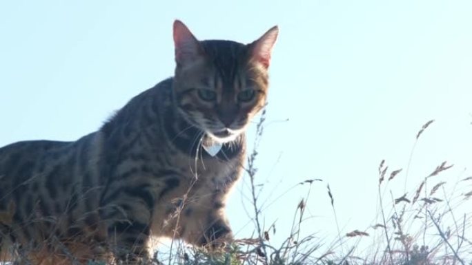 家猫在草地上散步。孟加拉猫，带有金属纪念章，带有主人的电话号码。心脏形状的地址