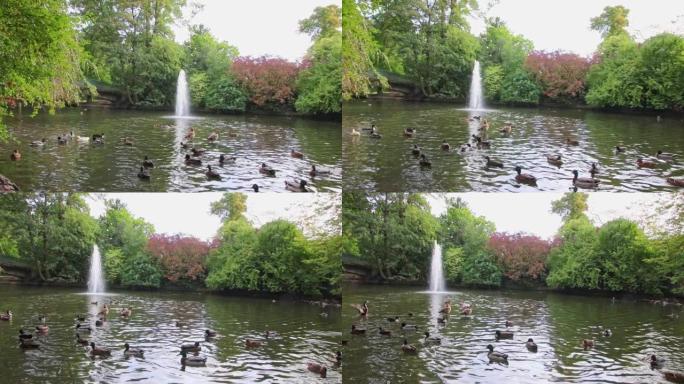 城市公园，秋天有田园诗般的池塘，阳光普照，水面反射，游泳鸭和水鸟是宁静的风景，是徒步旅行和徒步旅行的