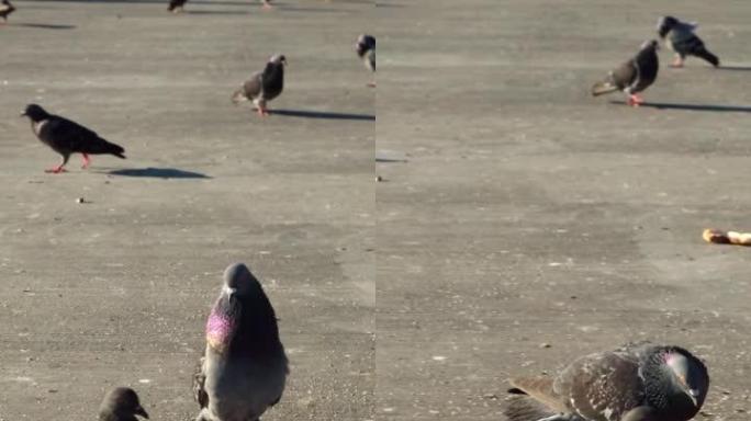 雄性鸽子在外面向雌性求爱