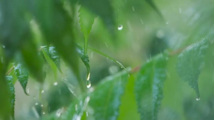 特写水滴绿叶前景。巨雨落在绿色植物叶子上。平静放松的冥想平静的背景。慢动作雨滴在雨中从绿叶蕨类植物中