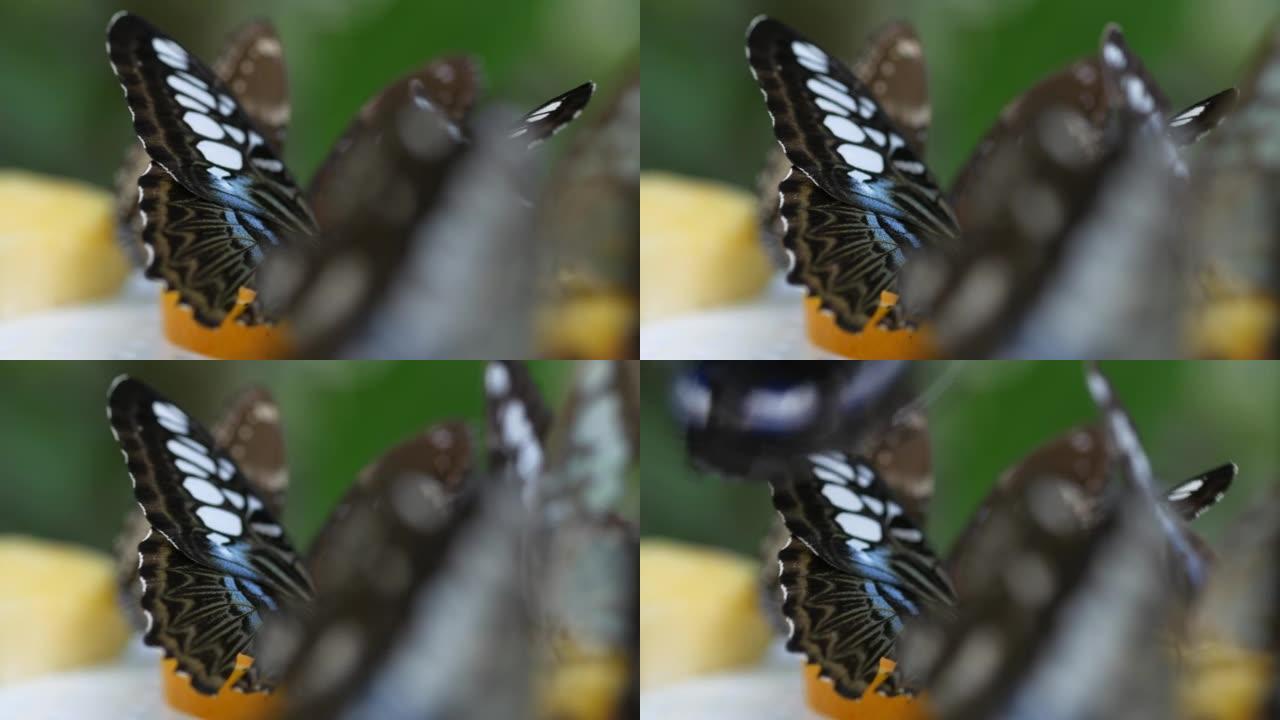 夏季五颜六色的黑色和蓝色蝴蝶。