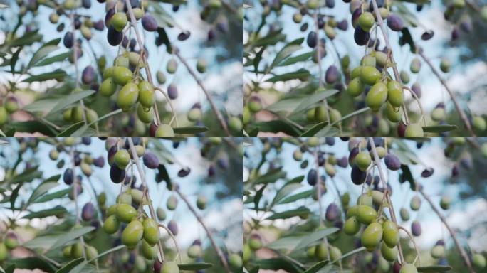 新鲜的橄榄油从生长在树枝上的橄榄中滴下，从清澈的蓝天背景上的树枝上滴下油。橄榄树种植园的季节性收获，